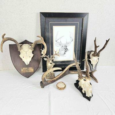 Elk & Horn Collector's Lot - Wall Art and Other Assorted Horns and Wall Decor