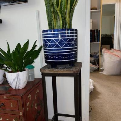 Ceramic potted house plant 