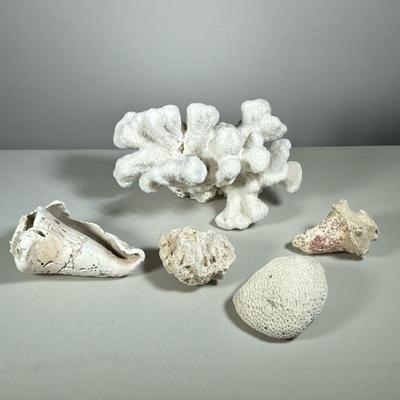 (5PC) CORAL & SEASHELLS | Mostly white, large sea organisms/shells.