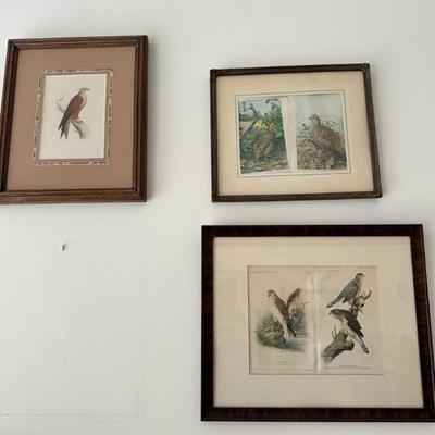 (3) Framed Bird Prints

