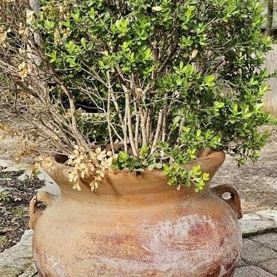 Outdoor Terra Cotta Planter w/ 1 Handle and Live Plant/s