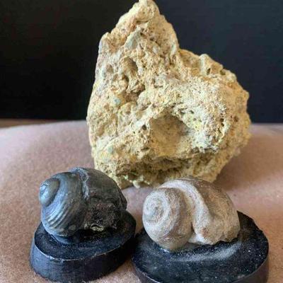 Calcereous Tufa mineral and shell fossils