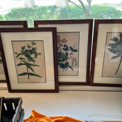 antique botanical engravings, hand colored in good frames