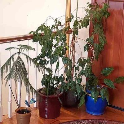 4 House Plants * Ficus * Norfolk Pine * Snake Plant * Dieffenbachia??

