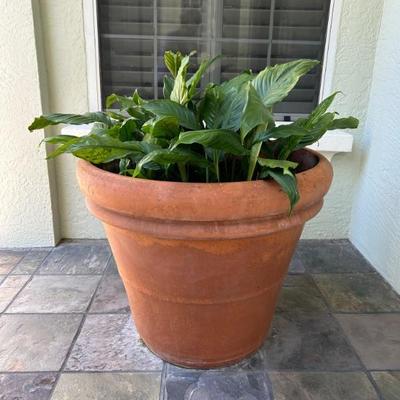 Large Italian Terra Cotta Pots