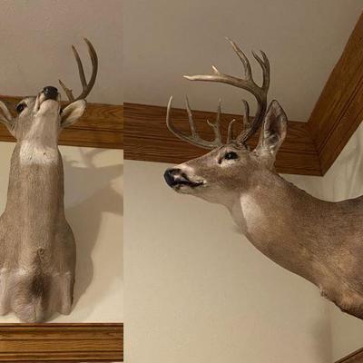 Assortment of White Tail Deer Mounts, 8-10 points