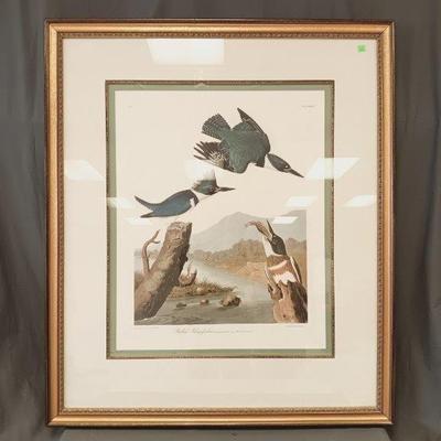 Framed Audubon Prints