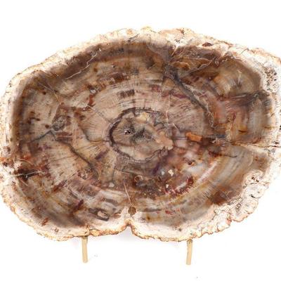 Gorgeous Petrified Wood Slab, Millions of Years Old