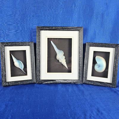Set of Three Painted Shells in Shadow Box Frames From Figi Graphics in San Diego, CA 
