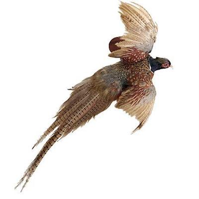 Lot 035   
Ringneck Pheasant Taxidermy Wall Mount