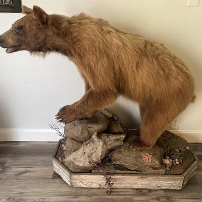 Vtg Taxidermy-Mounted Bear on Casters