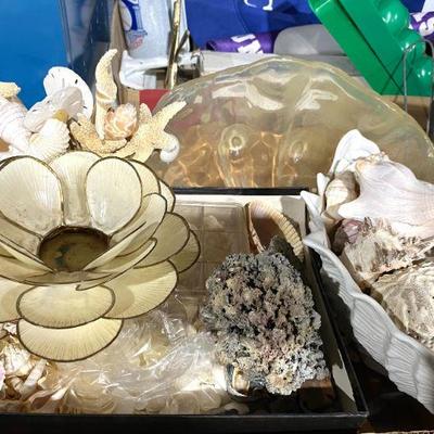 Shells collection