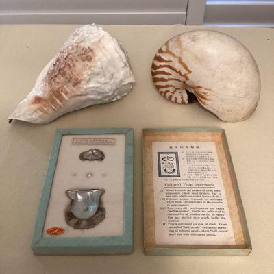 MMS038 Nautilus & Conch Shell & Cultured Pearl Specimens