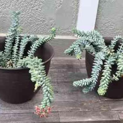 MMS147 Two Large Donkey Tail Succulent Plants 