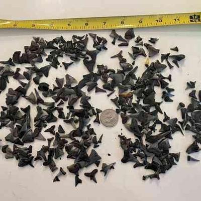 Lot 124-MM: Jaws Lot #3

Features: Several dozen sharkâ€™s teeth, collected over a span of 40 years in Amelia Island, FL, and Sunset...