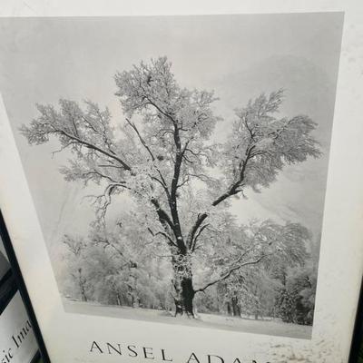 Ansley Adam’s “Oak Tree”