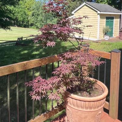 Pair of large planters WITH Japanese Maples