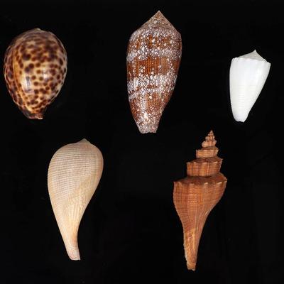 Group of Five Seashells, Philippines and Vietnam