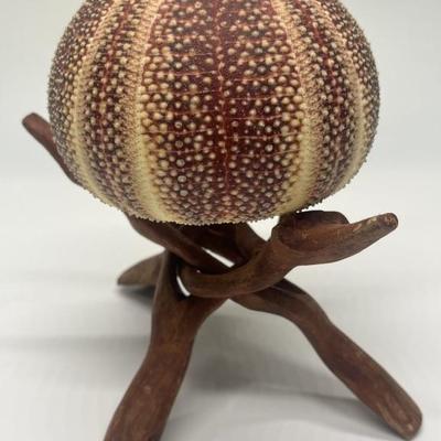 Sea Urchin Specimen on Folding Wooden Stand