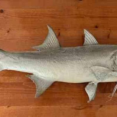 ABS123 Taxidermy Fish Wall Hanging 