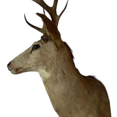 Large Mule Deer Taxidermy Shoulder Mount *

