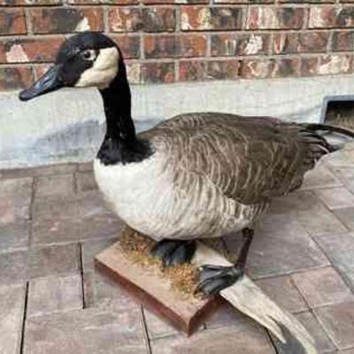 Canada Goose * Taxidermy

