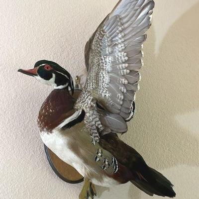 Mounted Taxidermy Duck Wall Hanging

