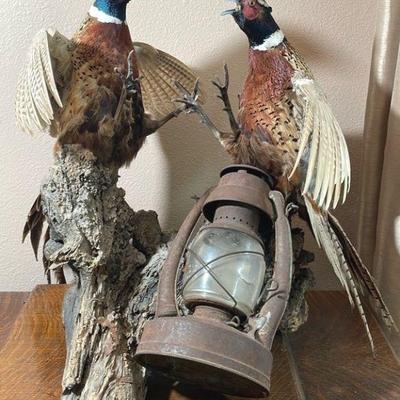 Pair Of Mounted Taxidermy Sparring Pheasants With Antique Lantern
