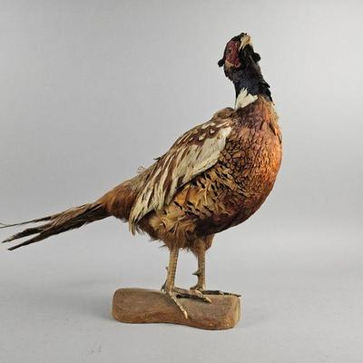 Lot 197 | Vintage Taxidermy Pheasant