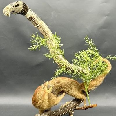 Taxidermy Mount of Cobra Snake and Mongoose