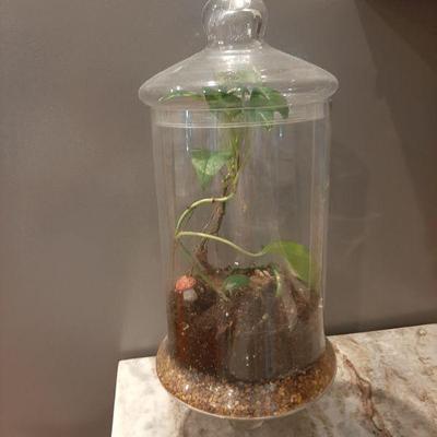 Glass terrarium includes plant $20