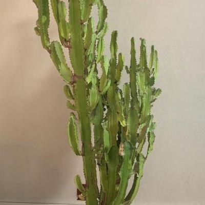 Euphorbia Trigona cactus , ht. including rolling base is 6 ft.
