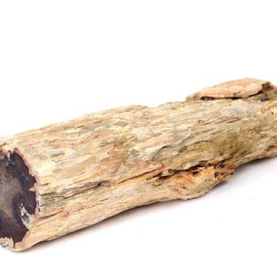 Fine Petrified Thick Wood Branch