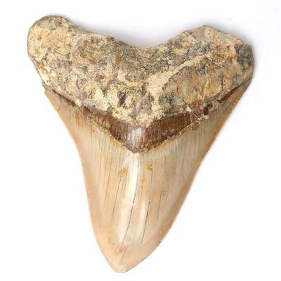 Megalodon Fossilized Tooth