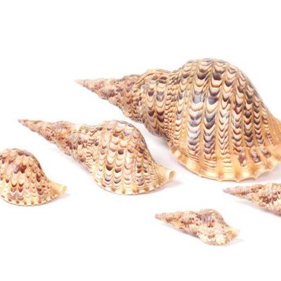 Group of Five Triton Sea Shells