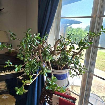 50 year old Jade Plant