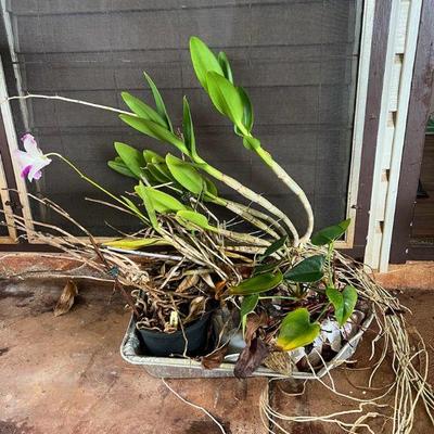 PPE199- Tray Of Orchid Plants