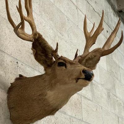 14 Point Deer Taxidermy Mount