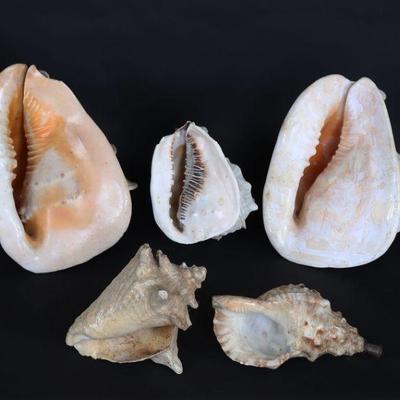 Lot of Large Conch & Sea Shells