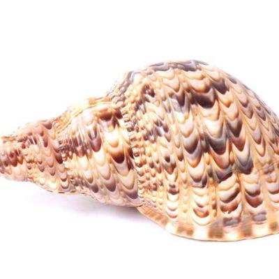 Gorgeous Ten Inch Long Triton Sea Shell
