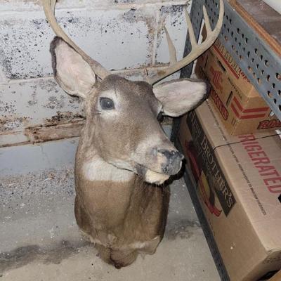 Taxidermy deer