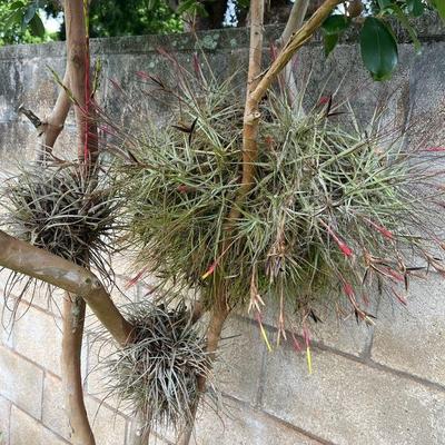 MMF106 Three Tillandsia Air Plant “Balls”