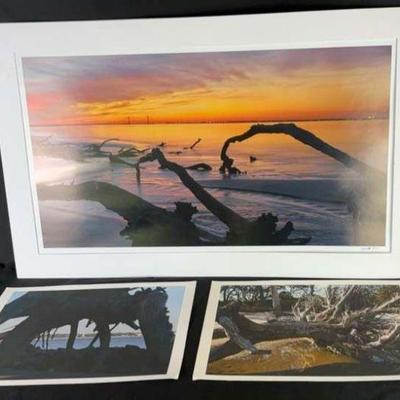 Jekyll Island Driftwood Photographs