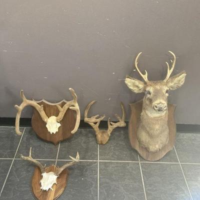 Lot 274 | White Tail Deer Taxidermy & More
