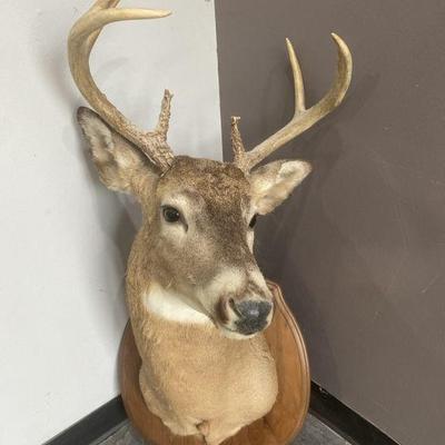 Lot 222 | White Tail Deer Taxidermy
