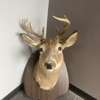Lot 220 | White Tail Deer Taxidermy
