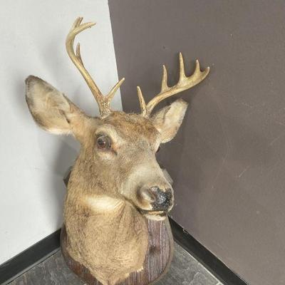 Lot 223 | White Tail Deer Taxidermy
