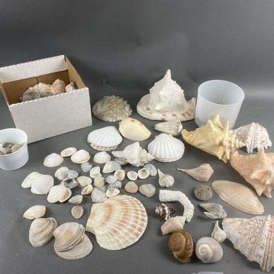 Lot 393 | Large Lot Of Sea Shells
