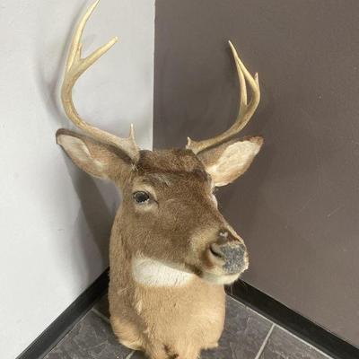 Lot 221 | White Tail Deer Taxidermy
