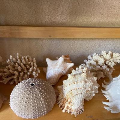 Large sea shells 